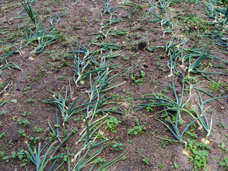Ripe onions 2