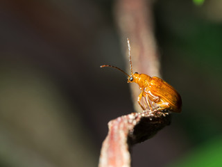 Macro Photo of Cute Orange Beetle Sitting on Wooden Twig Isolated on Blurry Background