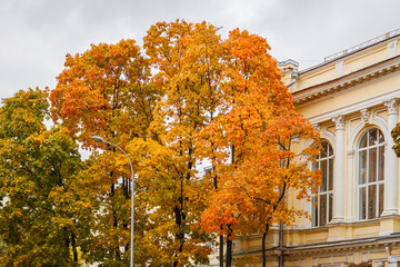 Autumn orange tree next to the old building