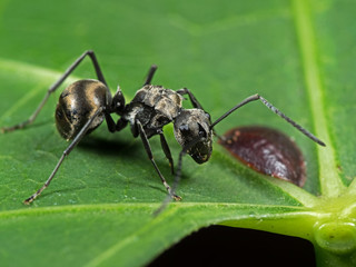 Macro Photo of Polyrhachis Dives Ant with Scale Insect on Green Leaf