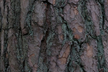 Bark of a tree, texture, background