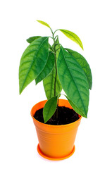Young avocado plant with fresh green leaves, in orange pot isolated on white background