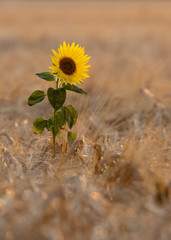 Summer Sunflowers