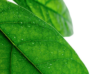 Fototapeta na wymiar Green avocado leaves whith water drops isolated on a white background