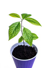 Young avocado plant with drops of water on fresh green leaves, in violet pot isolated on white background