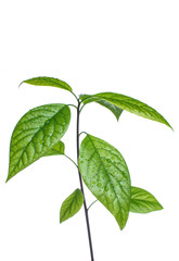 Green avocado leaves whith water drops isolated on a white background. Copy space