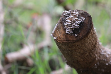 Close up small white mushroom on dried trunk tree on  grass field