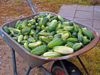Harvested cucumbers 3