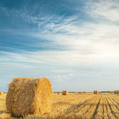 roll with straw in golden agriculture field in sunset and blue sky with clouds