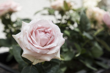 pink_rose