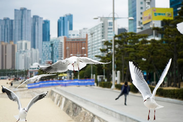 A many of black-tailed gulls that is a type of seagull is flying on the haeundae beach in Busan, Korea. They come closer to people to eat sweet shrimp snack which they enjoy always. 