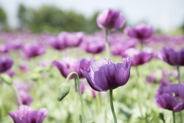 poppy_field