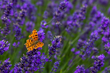 Comma in Lavender