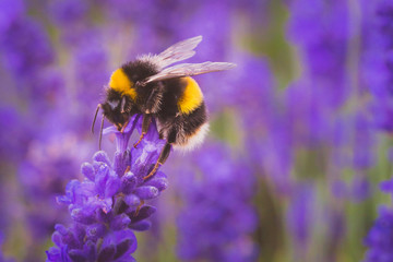 Caution : Bee at Work !