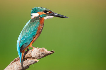 Common Kingfisher (Alcedo atthis) sitting on a beautiful background