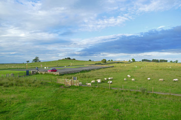 Fototapeta na wymiar Meadows with sheep, North England