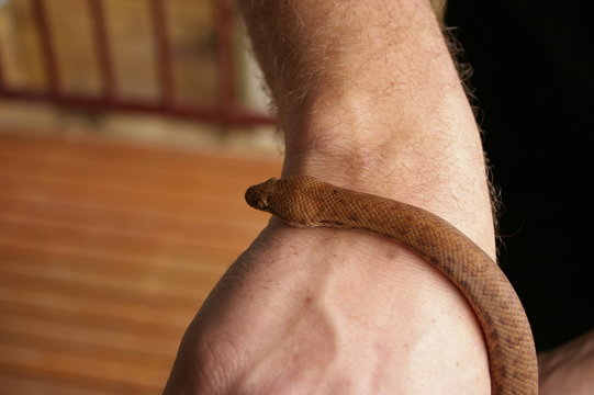 close-up detail of the face and body of a pet pygmy python being held by it's owner in a home in rural Australia