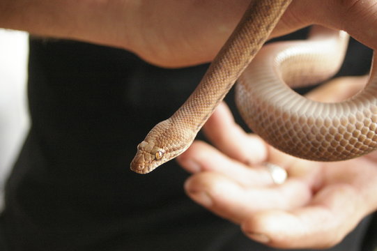 close-up detail of the face and body of a pet pygmy python being held by it's owner in a home in rural Australia