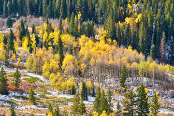 Aspen grove at autumn in Rocky Mountains