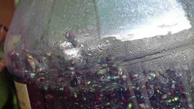 Close up of a biological fly trap in slow motion