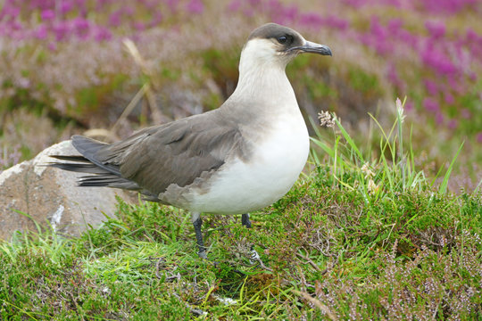 Breeding Arctic skua, The parasitic jaeger (Stercorarius parasiticus), Handa Island, Scotland