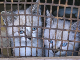 Kittens in a cage, violence against animals concept.