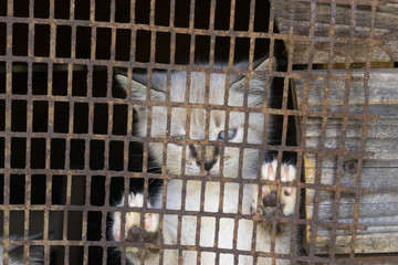 Kitten in a cage, violence against animals concept.