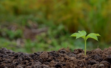 single young tree growing in soil nature on green and yellow nature background, put on the right, trees nature concept idea.