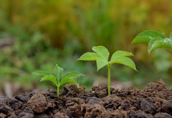 young plants growing step in soil nature on green and yellow background, earth environment concept.