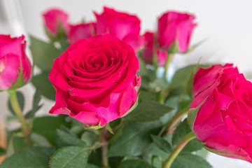 Rosen isoliert auf weiß