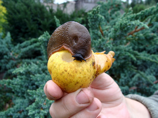 Slug on pear