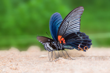 Fototapeta na wymiar Great Mormon (Papilio memnon) butterfly