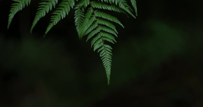 Hotikita Gorge, South Island, New Zealand, 60fps, Blue Water and Tree Ferns,