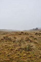 misty moorland landscape