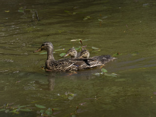 Ducklings with Mama