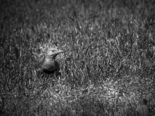 Northern Flicker