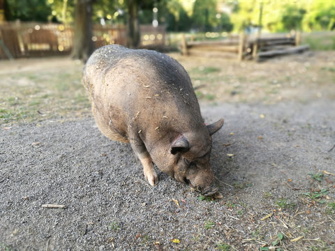 Schwein