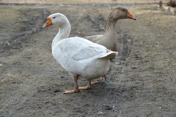 Gray and white geese are walking at the farm