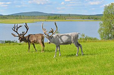 Two reindeers grazing on green meadow on shore of northern lake. Finnish Lapland
