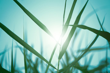 Grass close-up against the sky, beautiful natural background, summer evening landscape