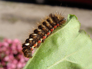 Caterpillar 3