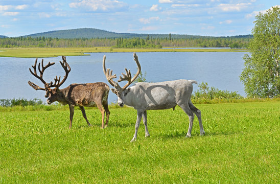 Fototapeta Two reindeers grazing on green meadow on shore of northern lake. Finnish Lapland