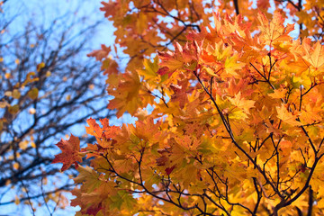 Yellow maple leaves. Beautiful autumn background