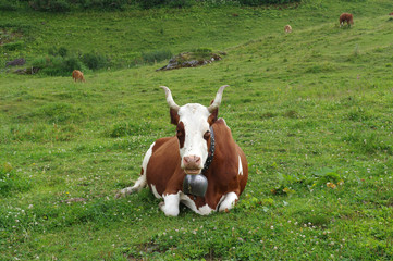 Vache tachetée couchée dans l'herbe