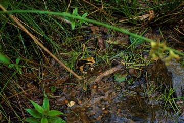 Lithobates vibicarius sitting in Juan Castro Blanco National Park