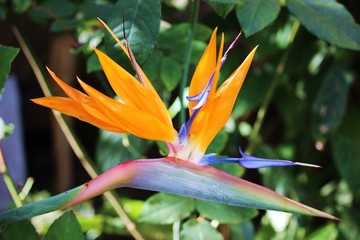 Fototapeta na wymiar Bird of Paradise Plant
