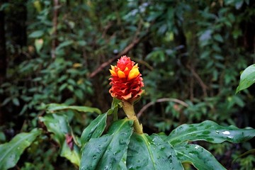 Fototapeta na wymiar Costus barbatus blossom in the Curicancha Reserve