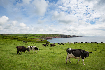 Dairy cattle grazing on the cliffs at Barafundle bay in Wales, United Kingdom
