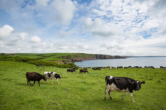Dairy cattle grazing on the cliffs at Barafundle bay in Wales, United Kingdom