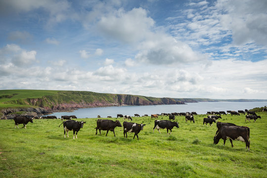 Dairy cattle grazing on the cliffs at Barafundle bay in Wales, United Kingdom
